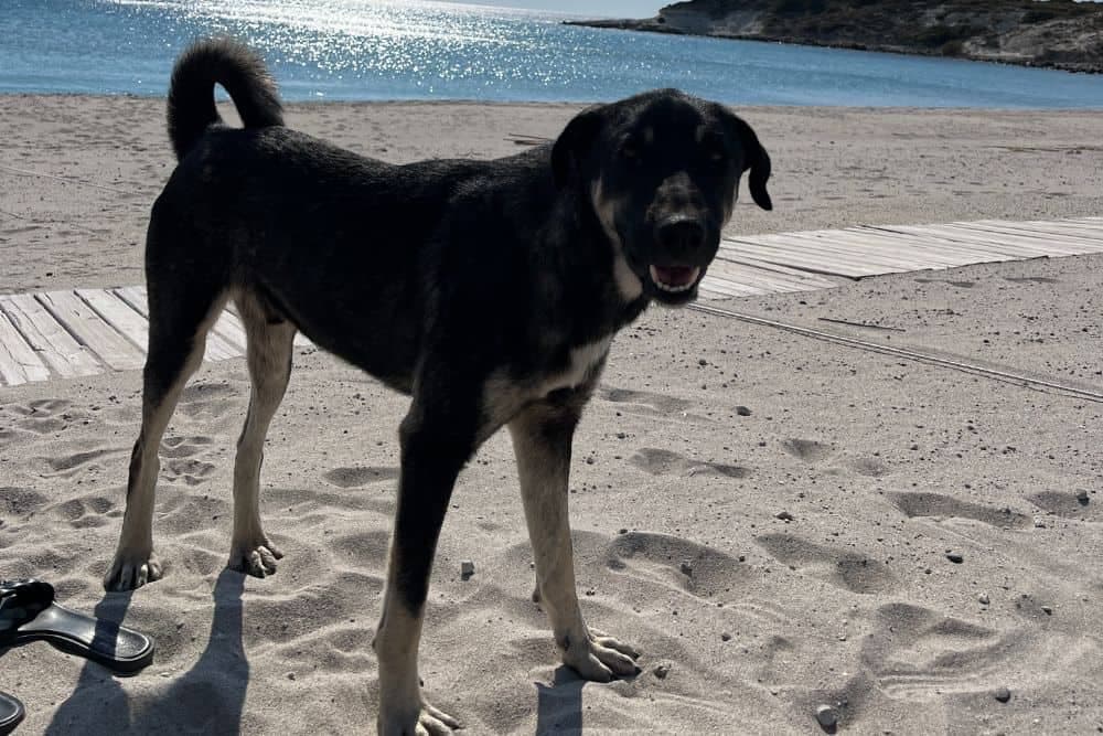 Sind Straßenhunde in der Türkei gefährlich?