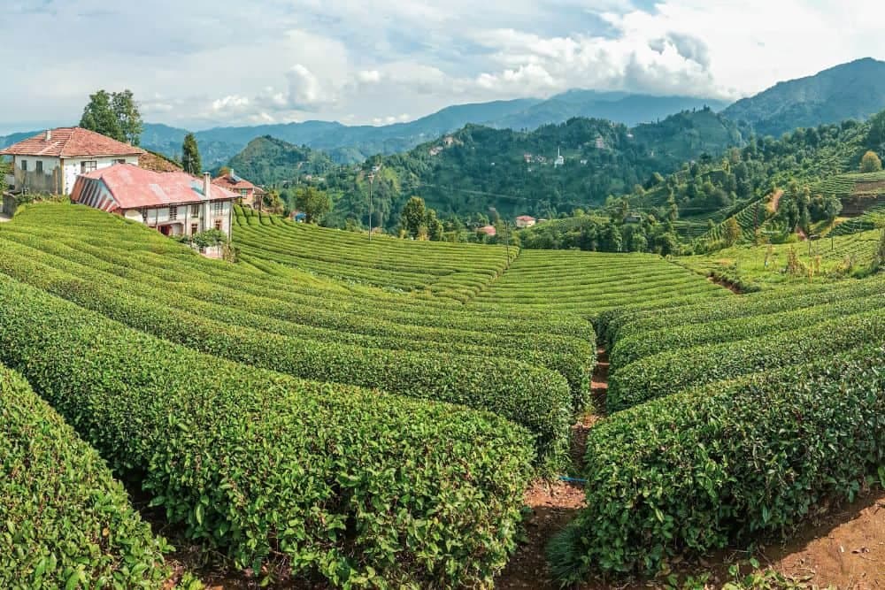 Wie viele Städte hat Türkei?