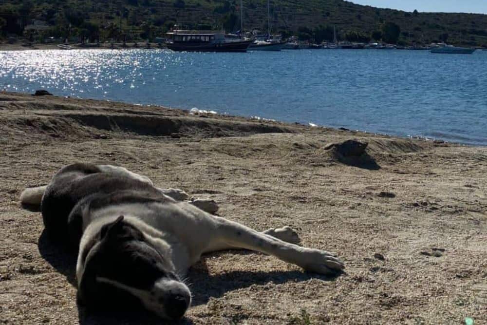 Bodrum Strand Hund