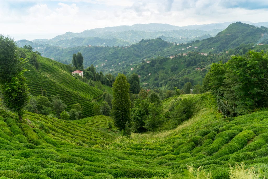 Teefelder in Rize