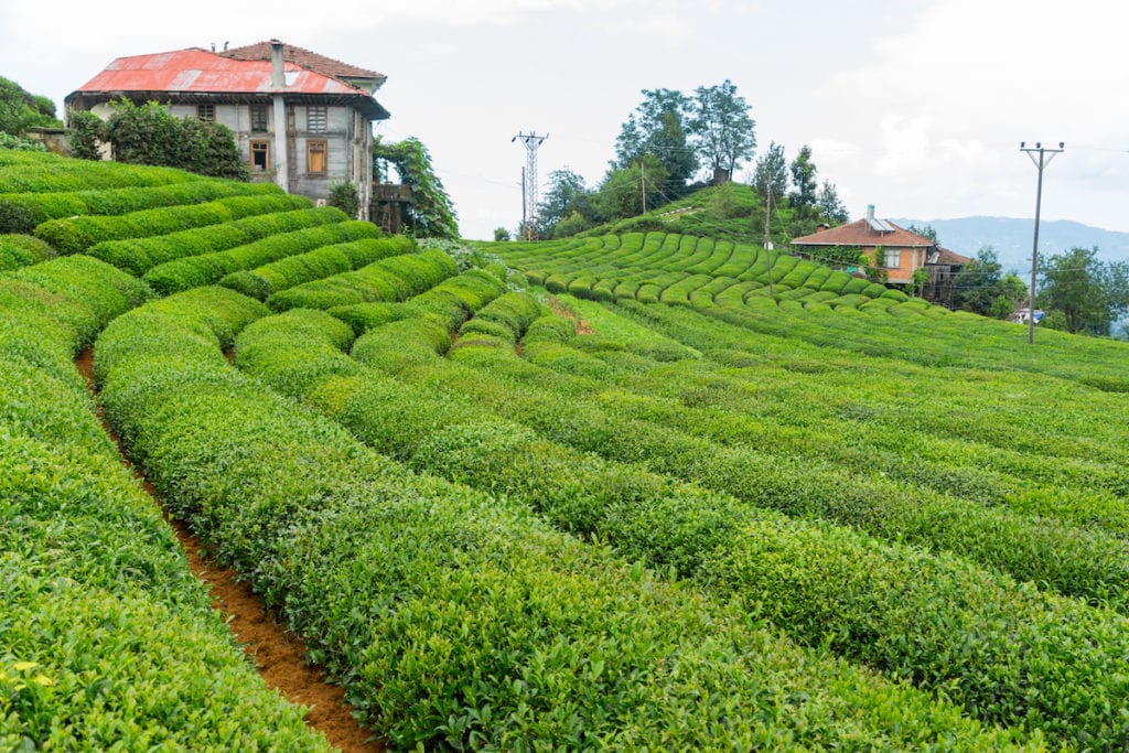 Teeplantage in Rize